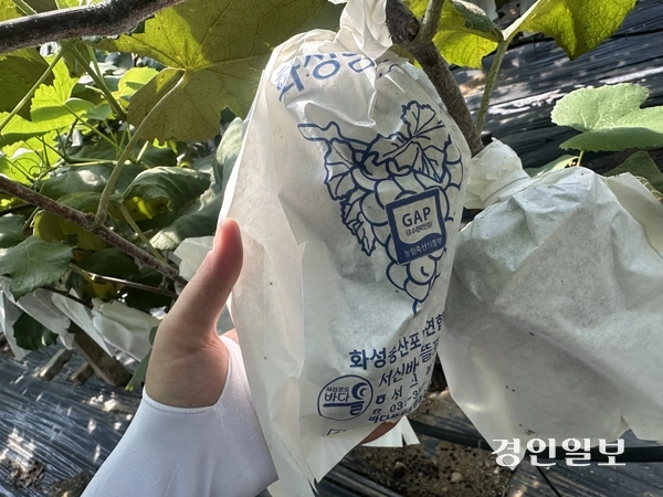 8일 오전 화성시 서신면 상안 포도농장에 잘 익은 포도송이가 달려있다. 2026.9.8 /목은수기자wood@kyeongin.com