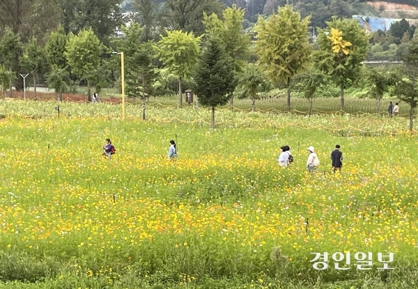 가평군 ‘2026 자라섬 꽃 페스타’를 찾은 시민들이 형형색색의 가을 꽃을 감상하며 꽃밭을 거닐고 있다. 오는 10월5일까지 자라섬 남도에서 열리는 페스타에는 약 11만㎡ 규모에 백일홍, 코스모스, 핑크뮬리, 해바라기, 맨드라미 등 다양한 가을꽃과 초화류 등이 조성됐으며 지역 농특산물 판매 부스와 먹거리 부스가 운영된다. 가평/김민수기자 kms@kyeongin.com