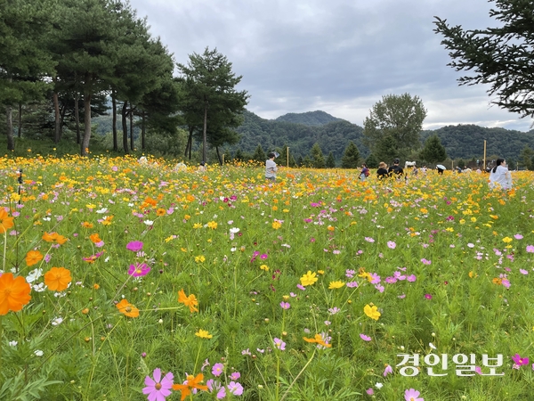 가평군 ‘2026 자라섬 꽃 페스타’를 찾은 시민들이 형형색색의 가을 꽃을 감상하며 꽃밭을 거닐고 있다. 오는 10월5일까지 자라섬 남도에서 열리는 페스타에는 약 11만㎡ 규모에 백일홍, 코스모스, 핑크뮬리, 해바라기, 맨드라미 등 다양한 가을꽃과 초화류 등이 조성됐으며 지역 농특산물 판매 부스와 먹거리 부스가 운영된다. 가평/김민수기자 kms@kyeongin.com