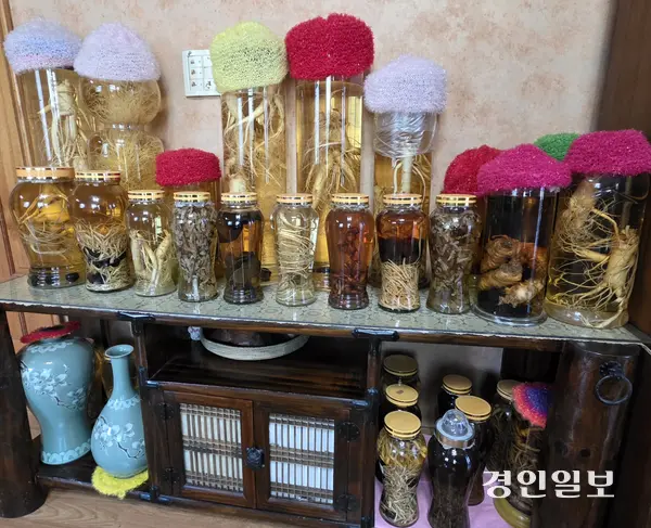 강화군 하점면 점촌에 사는 전복섭 선생은 집에서 부인이 담근 술을 거실에 진열해 놓고 있다. 전 선생 부인께서는 강화에서 나는 인삼이며 열매들만으로 술을 담그고 있다. 2026. 9.27 /정진오기자 schild@kyeongin.com