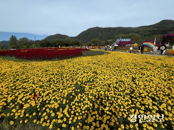 지난 3일 ‘2026년 자라섬 꽃(가을) 페스타’를 찾은 방문객들이  ‘미국정원’ 등 가평전투 참전국을 기리는 ‘우정의 정원’ 등을 감상하며 산책로를 거닐고 있다. 가평/김민수기자. kms@kyeongin.com