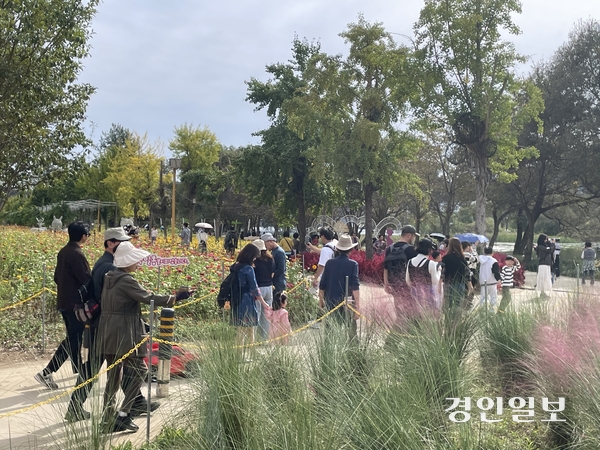 지난 3일 폐막을 이틀 앞둔 개천절 연휴 첫날 ‘2026년 자라섬 꽃(가을) 페스타’에는 하루 방문객 수가 1만 3천533명을 기록하는 등 인산인해를 이뤘다. 가평/김민수기자. kms@kyeongin.com