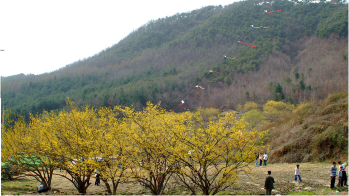 산수유 축제