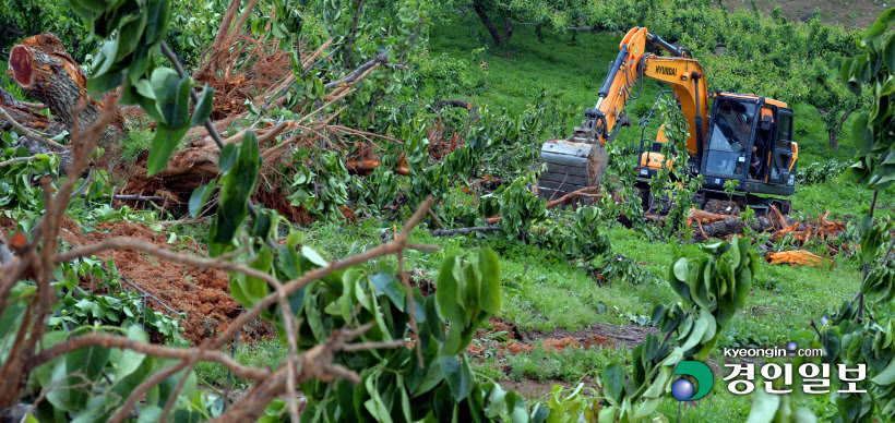 과수화상병 매몰방제로 사라지는 배농장