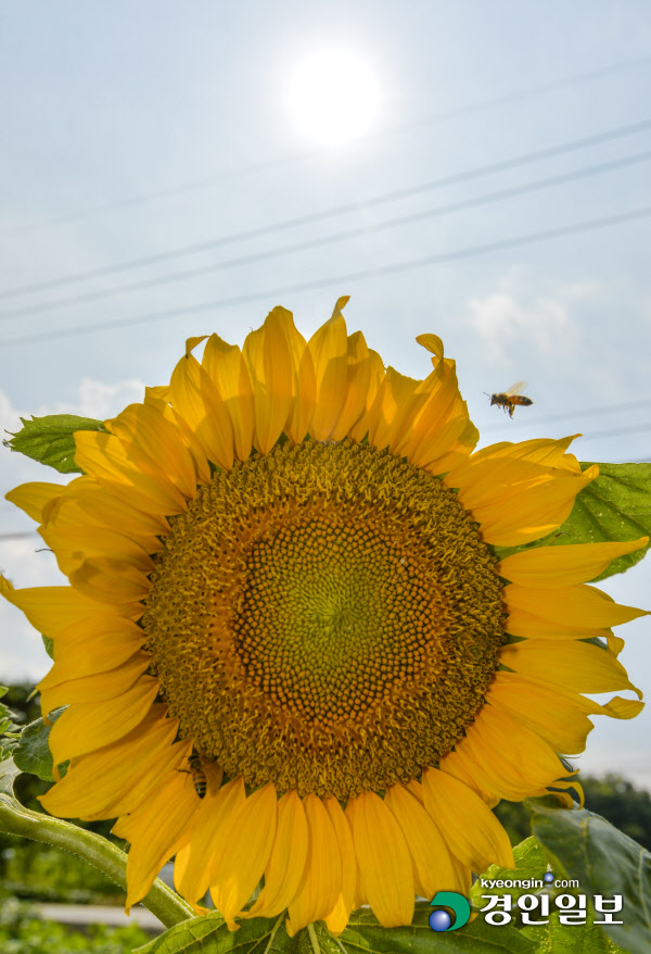 해바라기7
