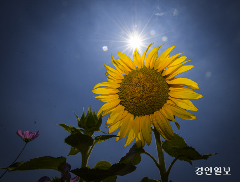 초여름 해바라기 (4)