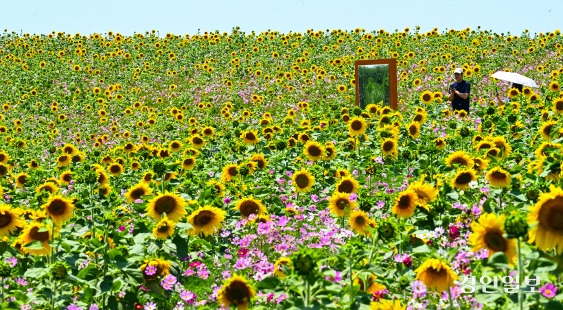 초여름 해바라기 (22)