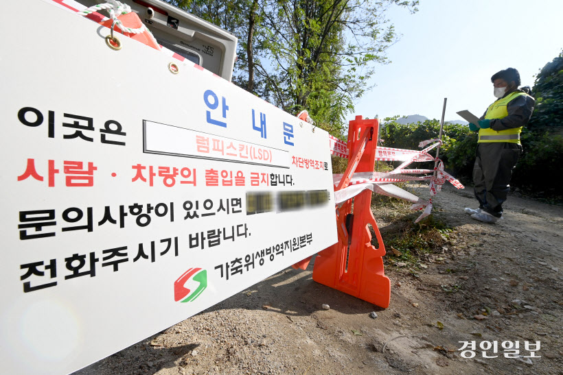 안성 젖소 농장 럼피스킨 발병 (19)