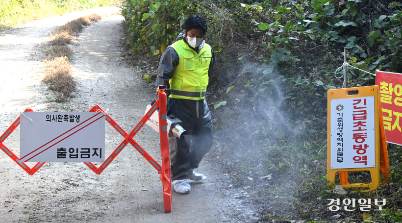 안성 젖소 농장 럼피스킨 발병 (6)