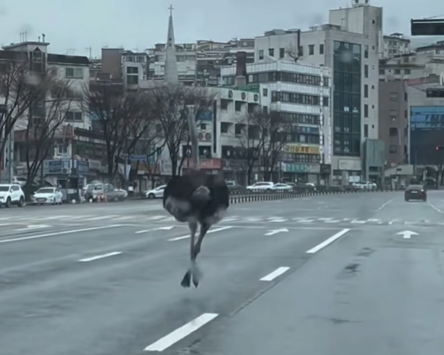 타조