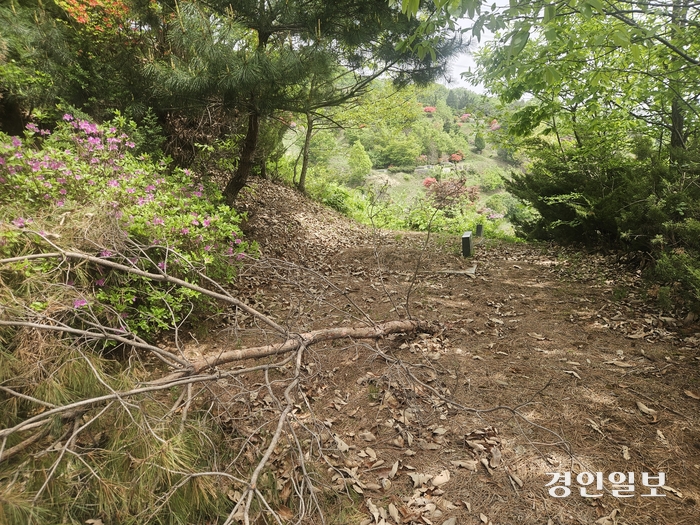 26일 천주교 용인공원묘원 내 묘지로 가는 길목에 나무가 뽑혀있어 통행에 지장을 주고 있다. 2024.4.26 /김지원기자 zone@kyeongin.com