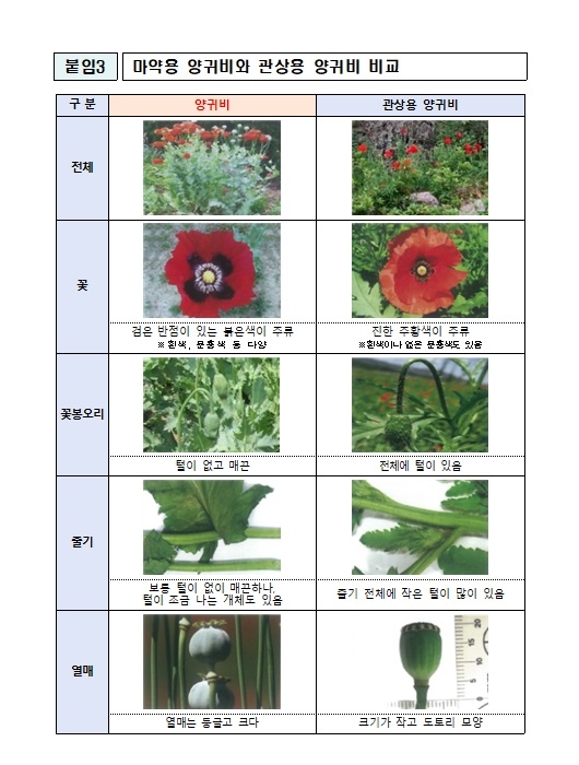 관상용 양귀비와 마약류 양귀비를 구별하기 위한 비교표. /경기북부경찰청 제공