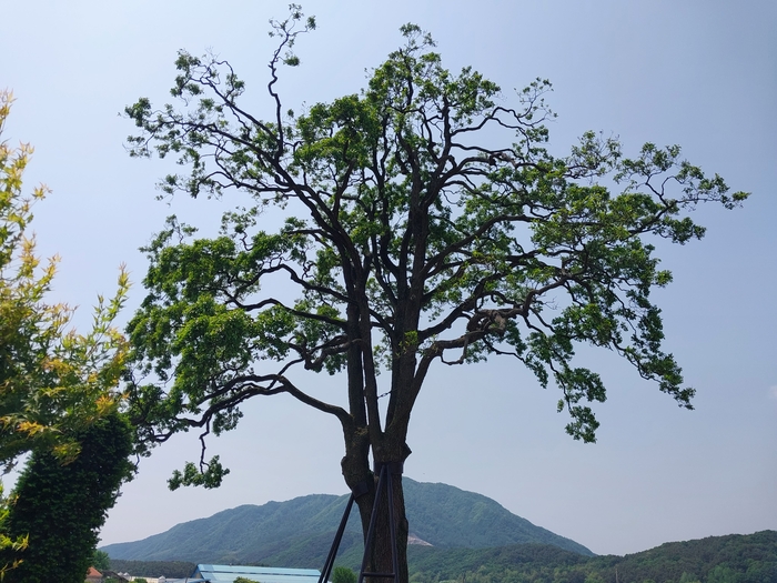 경기도가 폭우로 부러진 천연기념물 오리나무의 유전자를 채취해 후계목을 생산한다. 사진은 부러지기 전 오리나무의 모습. 2024.7.31 /경기도 제공
