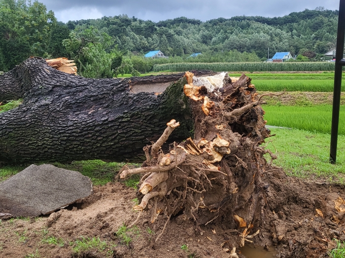 23일 새벽 경기 포천시 관인면 초과리의 오리나무가 강풍과 폭우를 이기지 못해 뿌리째 뽑혀 쓰러져있다. 높이 21m, 둘레 3.4m에 이르는 이 나무는 230년 이상된 국내 최고령 오리나무로, 2019년 9월 천연기념물 555호로 지정됐다. 2024.7.23 /독자 제공