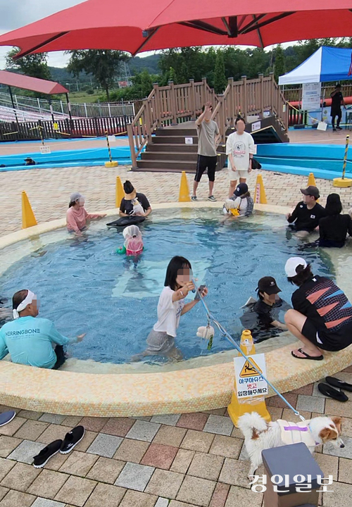 시흥시가 지난 14~15일 양일간 월곶 레스피아 수영장에서 운영한 반려견 수영교실 멍푸멍푸행사에 참가자들이 반려견과 즐거운 한때를 보냈다. 2024.9.19 /시흥시 제공