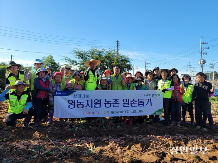 농협 시흥시지부와 북시흥 농협 임직원 등이 지난 24일 미산동 고구마 수확농가에서 일손돕기 봉사활동을 벌였다. 2024.9.25 /농협 시흥시지부 제공
