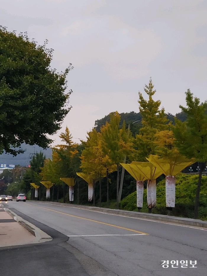 광주시 삼동 266-5번지 일원에 설치된 은행 열매 수집 장치. 2024. 11.12 /이은채 시의원 제공