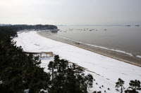 [新팔도유람] 눈 오는날 찾은 충남 서천 '마량리 동백나무숲'