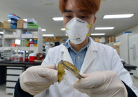 [포토]'어린새우' 흰점바이러스 검사