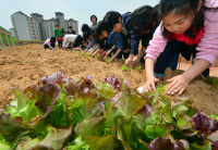 [포토]학교옥상 텃밭가꾸기 나선 어린이들