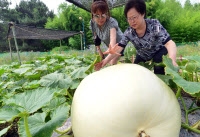 [포토]인천대공원에 열린 '흥부 박'