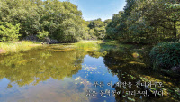 [新팔도유람]생태계의 보고, 제주 선흘곶 동백동산