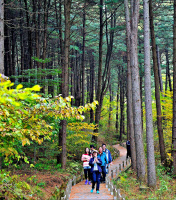[新팔도명물]500년 넘게 명성 이어온 '가평 잣'