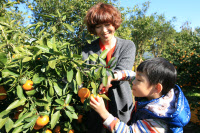 [新팔도명물]한라산 황금빛 물들이는 '제주 감귤'