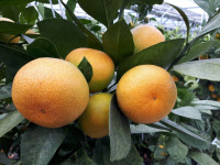 광주시 '하우스감귤' 올해 첫 수확…당도 높아 인기, 체험장 운영계획