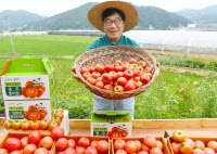 [新팔도명물] 광주 친환경 '퇴촌 토마토'