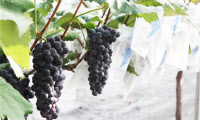 [新팔도명물] 천혜 자연속 결실 맺은 '화성 송산포도'