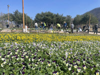 [포토] 가평 자라섬에 흐드러진 봄… 남도 정원 '꽃 단장'