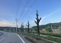 가평군 국도변 '뼈대만 남은 가로수' 미관 해친다 지적