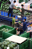 [포토] 제철 수박 출하 준비 완료