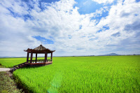 [新팔도명물] 깐깐한 관리… 밥상을 풍요롭게 해주는 '김포금쌀'