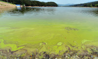 [포토] 녹조로 물든 광교저수지