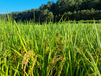 [新팔도명물] 밥공기 속 보물 '안동 백진주쌀'