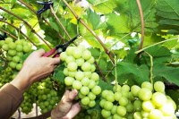 [新팔도명물] 껍질째 먹는 프리미엄 포도 '김천 샤인머스켓'