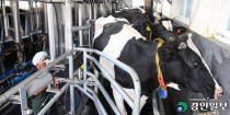 [위기의 경기도 낙농업·(上)] 5년새 400곳 폐업 "이대로면 시간문제"