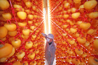 [新팔도명물] 영국 여왕 엘리자베스 2세도 감명받은 '지리산 산청곶감'