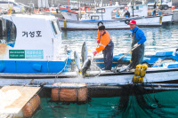 [新팔도명물] 최남단 마라도 거센 물살 헤치며 돌아온 '제주 방어'