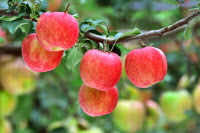 [新팔도명물] 뛰어난 맛과 명성… 재배 100년 맞는 '예산 황토사과'
