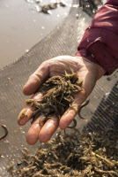 [新팔도명물] 1급수 청정 민물에만 사는 달콤 짭짤 '강진 토하'