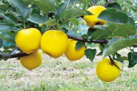 [新팔도명물] "한번 맛을 보면 안다"… 국가대표 과일 '청송사과'