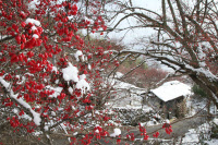 [新팔도명물] 빨간 볼, 떨리던 그리움들이… 노란 봄, 설레는 기다림으로
