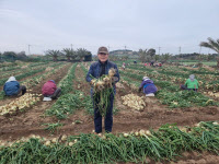 [新팔도명물] 식탁의 명품조연… 수분 가득 머금은 '제주 양파'