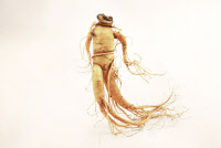 [新팔도명물] 개성인삼과 한뿌리… 명약 전통 잇는 '포천 인삼'