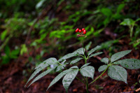 [新팔도명물] 삼산봉표 세울 만큼 으뜸 '평창 산양삼'
