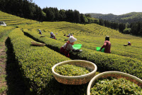 [新팔도명물] 차(茶) 문화 선도하는 '보성 녹차'