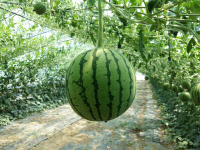 [新팔도명물] 1인가구 시대 딱 어울리는 '합천 애플수박'